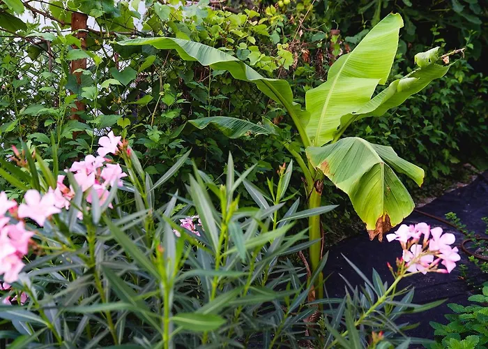 Casa De La Mare - Villa Albena