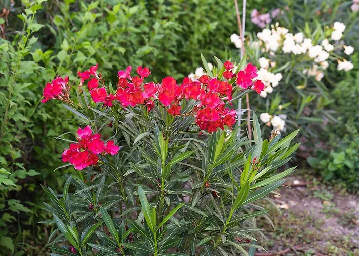 Βίλα Casa De La Mare - Αλμπένα